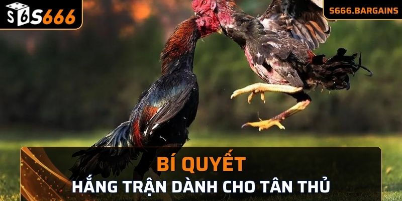 Campuchia Đá Gà S666 - Bí Kíp Chơi Hấp Dẫn Cho Anh Em 2 Bí quyết thắng trận dành cho tân thủ