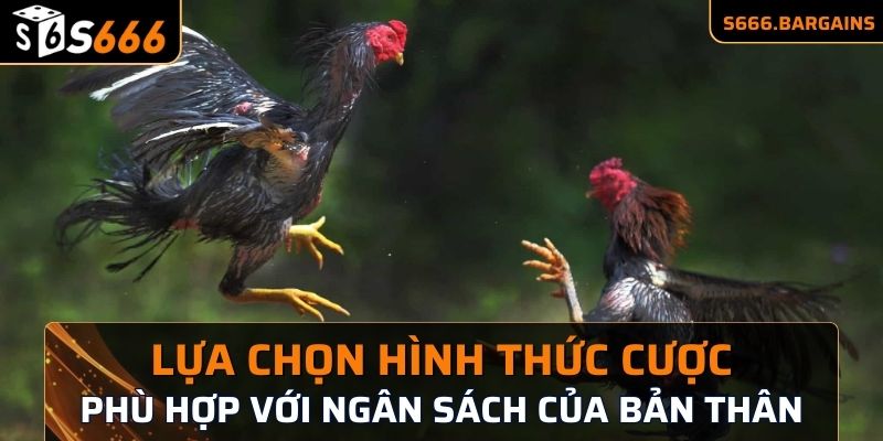 Campuchia Đá Gà S666 - Bí Kíp Chơi Hấp Dẫn Cho Anh Em 3 Lựa chọn hình thức cược phù hợp với ngân sách của bản thân